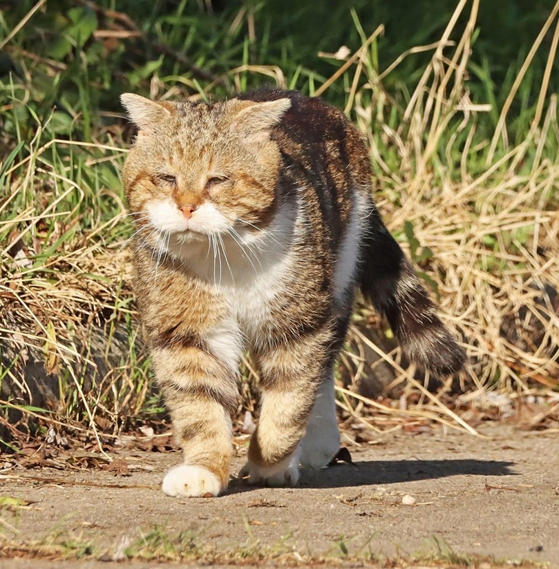 Cat owner in an urban community setting